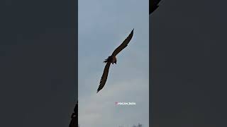 갈라코카투와 청금강앵무새의 서울숲 비행산책 #서울숲 #앵무새