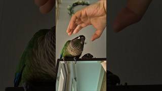 코뉴어앵무새#하봉이#하랑이#parrot#cute