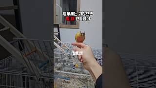 귀찮으면 절.대X 안옵니다 #코뉴어 #썬코뉴어 #parrot #앵무새