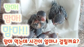 뽀시래기들먹방(앵무새먹방)