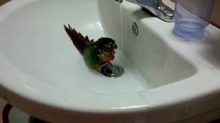 코뉴어 앵무새의 거침없는 샤워법