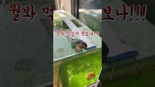 오늘에 주인공은 나야 나 ~ 안녕하세요 ~ 앵무새 눈송…