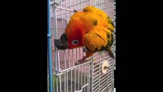 썬코뉴어 초롱이