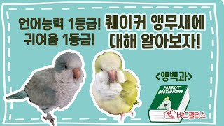 인스타 알고리즘 점령한 그 앵무새! 퀘이커에 대해 알아보자