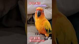 무서운 거 좀 틀어주지 마! #앵무새 #공포 #썬코뉴어