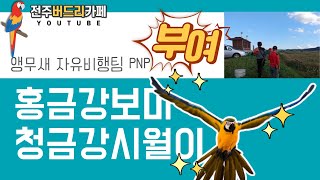 [앵무새자유비행]청금강시월이,홍금강 보미 부여