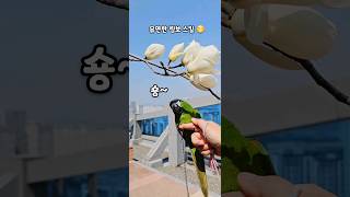 림보하는 #한스마카우 #앵무새산책