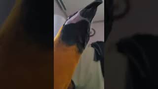 캐스터네츠 #청금강 #shorts