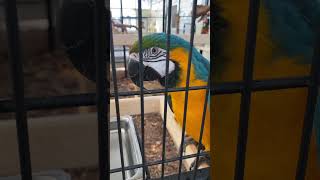 안녕하세요 #parrot #청금강 #아가새농장