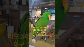 #버드소리 #버드소리대구수성점 #대구앵무새카페 #앵무새…