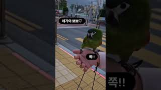 네기짱이 뽀뽀하기 전에 하는 말은? 한스마카우