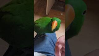 우리 집 앵무새 귀엽죠..? #앵무새  #뉴기니아앵무