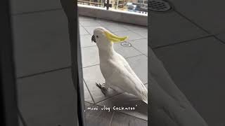 아침마다 코카투#코카투#시드니일상#반려동물#sydney…