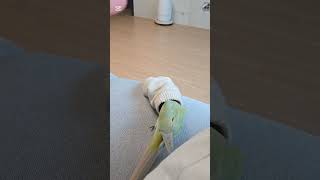 밍크목소리 아님#코뉴어#구독부탁합니다 #관리자님추천뜨게해주세요