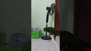 Acrobatic Mini macaw.