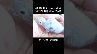 30초만에 성장하는 아기코뉴어!#앵무새키우기#코뉴어키우…
