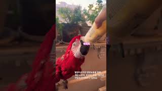 홍금강 앵무새 이유식 쉽게 먹이기 #마카우#홍금강#앵무…