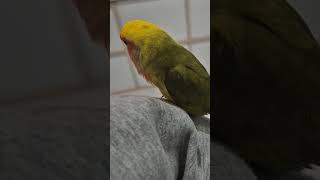 #모란앵무 #격렬하게 한마리 더, 입양받고싶다