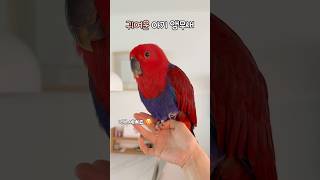 귀여운 아기 앵무새                  #뉴기니아#앵무새#뉴기니아앵무새#eclectus #eclectusparrot #parrot #bird#ekkie #shorts