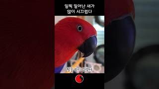 앵무새가 뭔 잠투정을 한다
