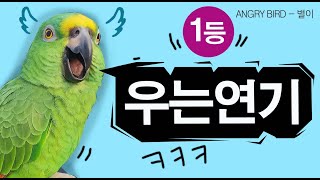 우는연기 1등 앵무새 / 앵그리버드로 돌아왔다! / 막말 / 앵무새가 개콘보다 더 웃기다!!  / 사람과 대화 가능앵무새 / ANGRY BIRD