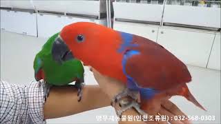 뉴기니아앵무새 Eclectus parrot