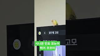 앵무새                     시나몬 민트코뉴어           뛰어 코코야