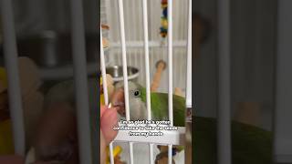 [Update] Quaker Parrot Takes T…