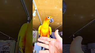 #birds #parrot #pets #썬코뉴어#태웅 #부메랑#껌딱지 #gd#missingU 넓은곳에서 해보고싶은 욕망~~^^;;;