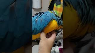 루카 배 만지기 #shorts #청금강