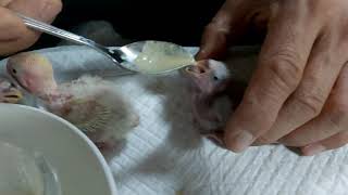 앵무새이유식먹이기