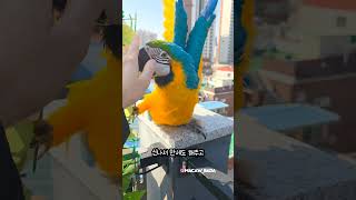 봄 햇살에 산책하니 기분 좋은 앵무새 #앵무새