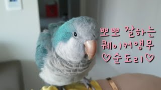 퀘이커앵무새 순도리 무한반복 뽀뽀샷~ 이정도는 되야징^…
