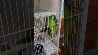 한스마카우 #parrot #birds #pets