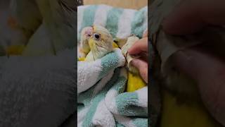 티비 보며 쓰담해주기~ 손이 부족해           #분양 #앵무새 #코뉴어 # 문칙코뉴어 #썬칙코뉴어 #반려동물추천 #귀여운동물
