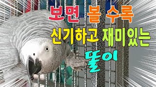엄청긴영상입니다,천천히 감상하세요~[연구대상앵무새똘이]