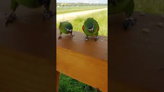 사과먹는 한스마카우