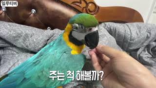 우리집 청금강 앵무새 코코 ASMR 먹방 도전! 사람 절대 물지 않아!