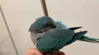 악수한번 합시다 (블루퀘이커)