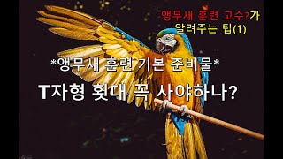 앵무새 훈련시 필요한 T자형 횃대 과연필요한가?
