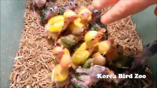 Lovebird Korea Bird Zoo