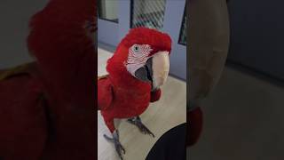 엄마한테 쫓겨난 사춘기 앵무새  삐졌다고 등돌리고 쳐다…