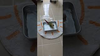 목욕을 좋아하는 코뉴어 앵두