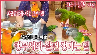 [앵무새와 살면 생기는 일] 롤콜피와 함께하는 환장 속…