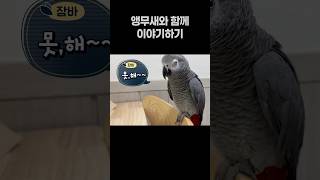 앵무새와 함께 이야기해요  회색앵무 잠바