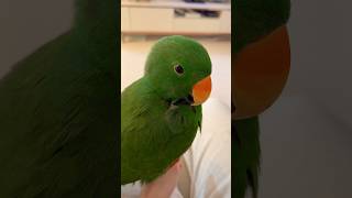 귀여운 앵무새의 털 고르는 법      #뉴기니아 #뉴…