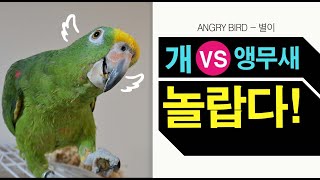 놀랍다! 앵무새의 IQ / 강아지는 상대가 안 되는 싸…
