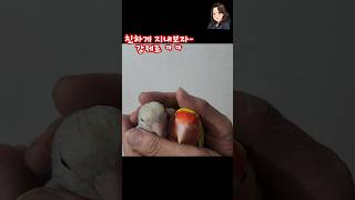 루비가 왔어요. 둘이 왜 이렇게 어색한거야?ㅋㅋ#모란앵…