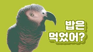 연구대상우똘이회색앵무 &quot;밥은먹었어? 미치것다~…