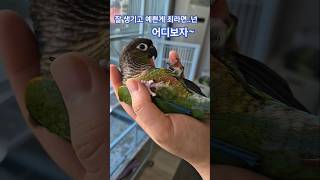 코뉴어앵무새#하랑이#하봉이#parrot#cute